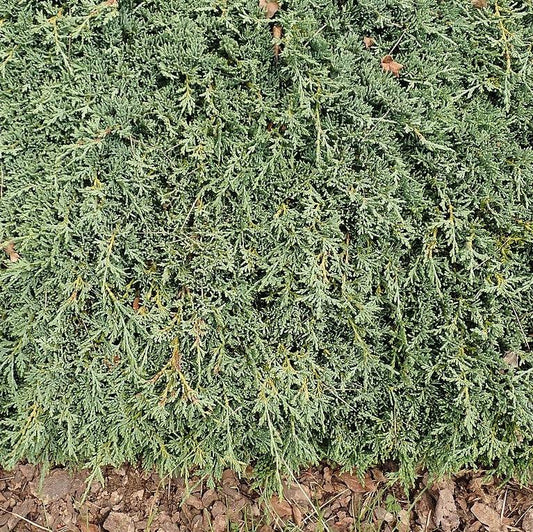 Juniperus horizontalis - Icee Blue® Juniper