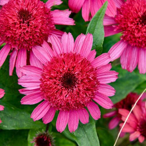 Echinacea - Double Coded® Raspberry Beret Echinacea