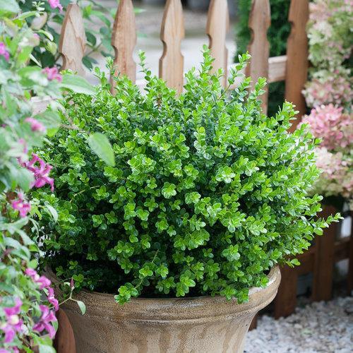Buxus microphylla - Sprinter® Boxwood