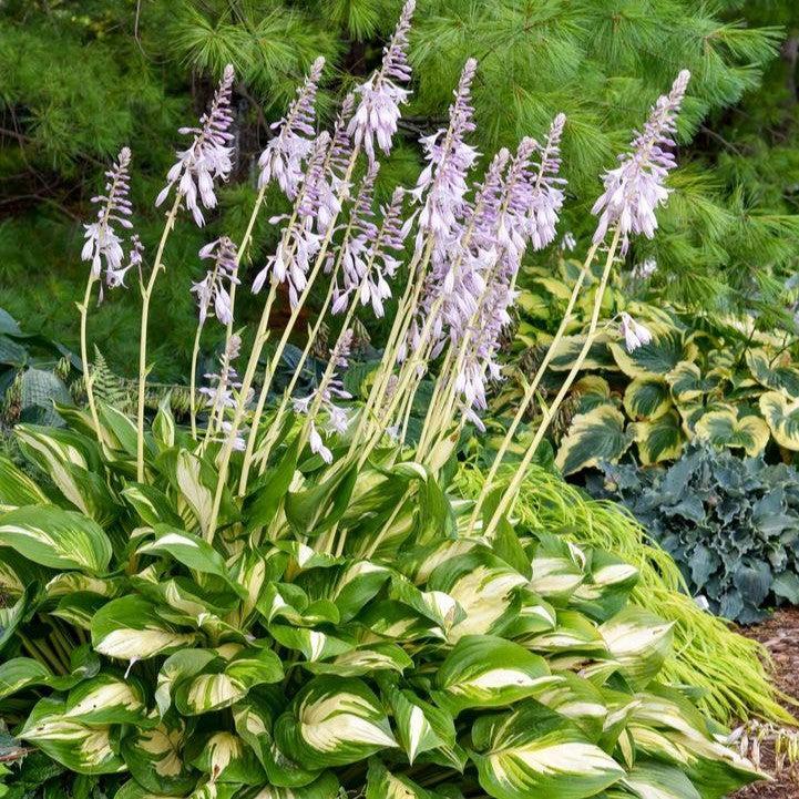 Hosta - PW® Shadowland® Miss America Hosta