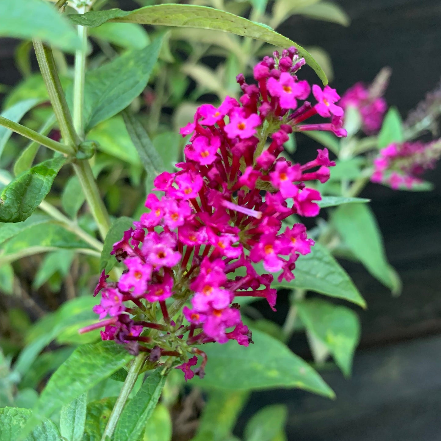 Buddleia - Miss Molly Butterfly Bush
