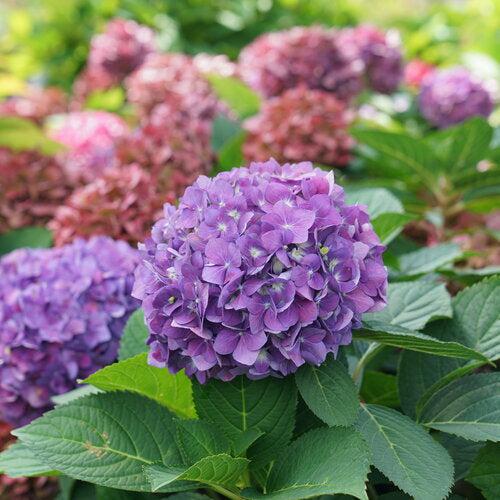 Hydrangea x - Let's Dance® ¡Arriba!® Hydrangea