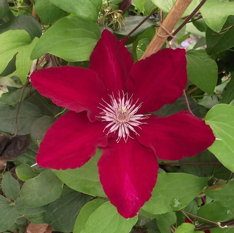 Clematis viticella - Rebecca™ Clematis