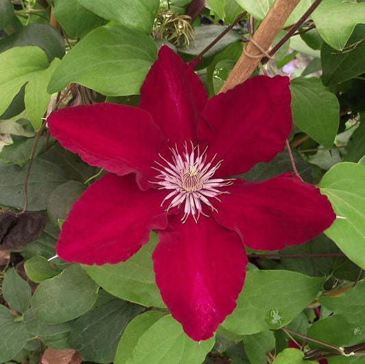 Clematis viticella - Rebecca™ Clematis