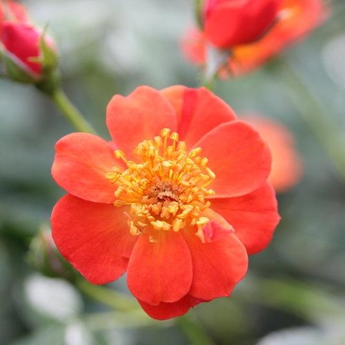 Rosa x - Oso Easy Hot Paprika® Rose