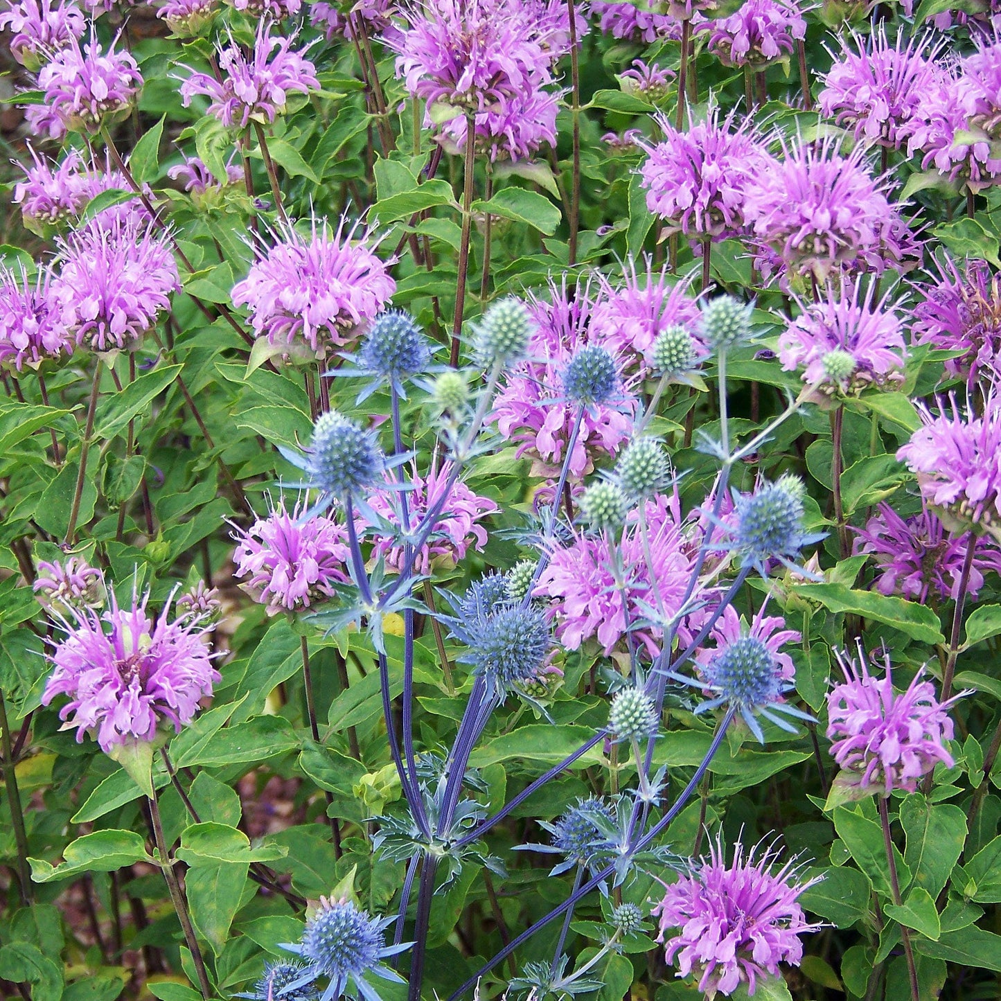 Monarda - Sugar Buzz® Blue Moon Bee Balm