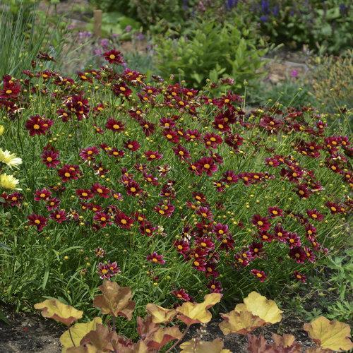 Coreopsis x - Big Bang™ Mercury Rising Tickseed