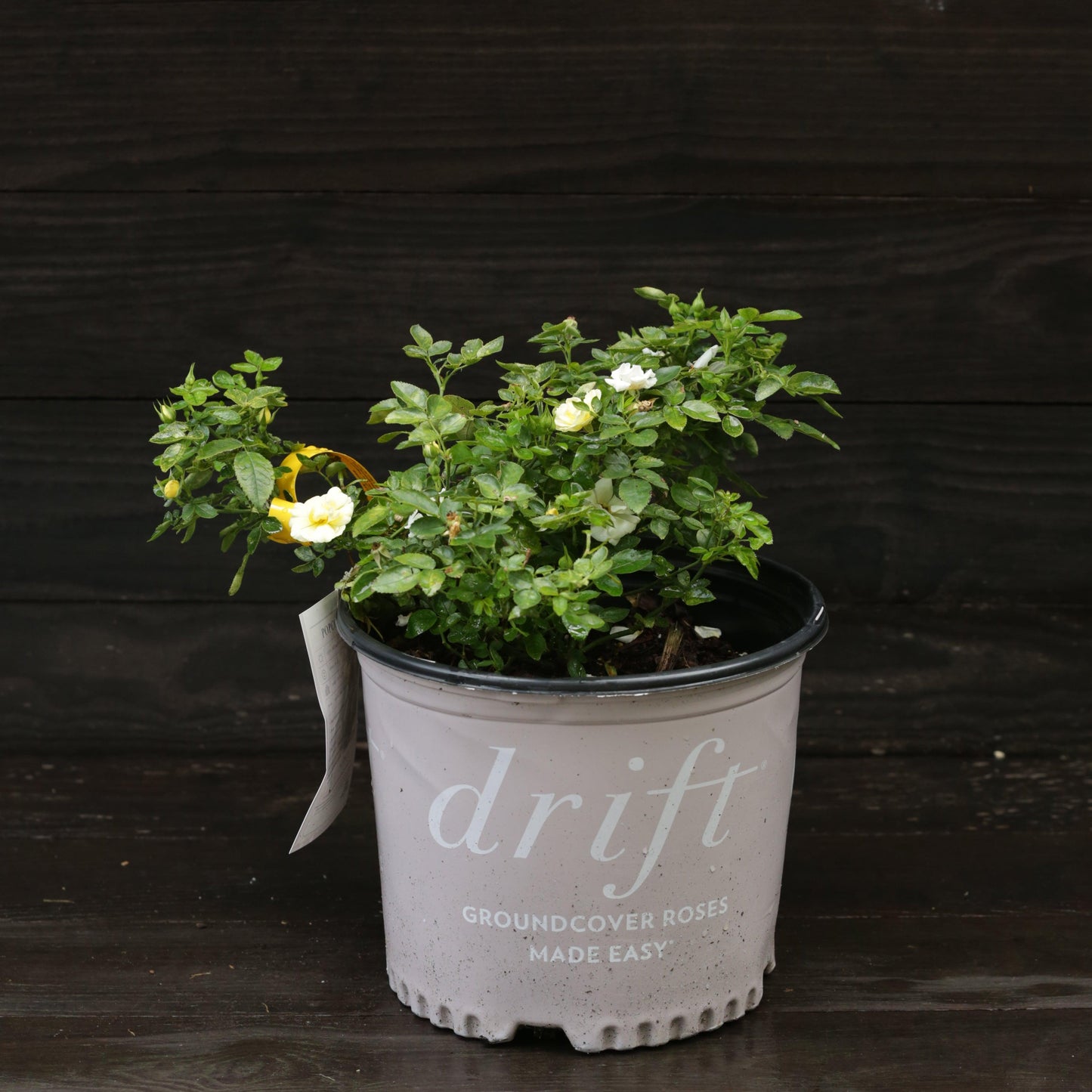 Rosa - Popcorn Drift® Rose