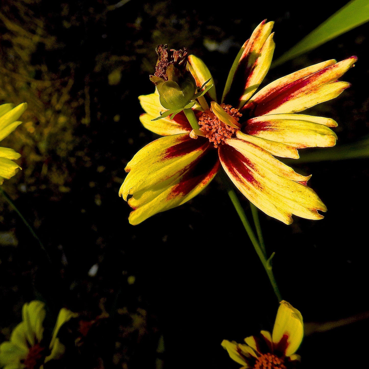 Coreopsis x verticillata - Lil' Bang™ Starlight Coreopsis