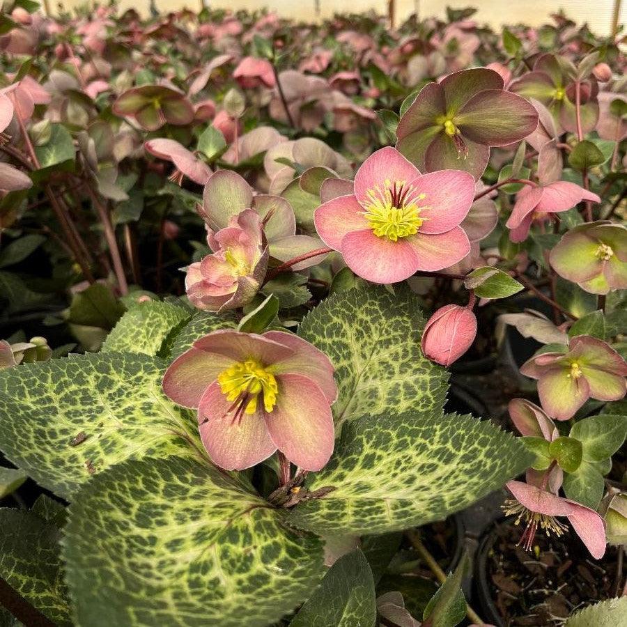 Helleborus x hybridus  - FrostKiss™ Pippa's Purple Lenten Rose