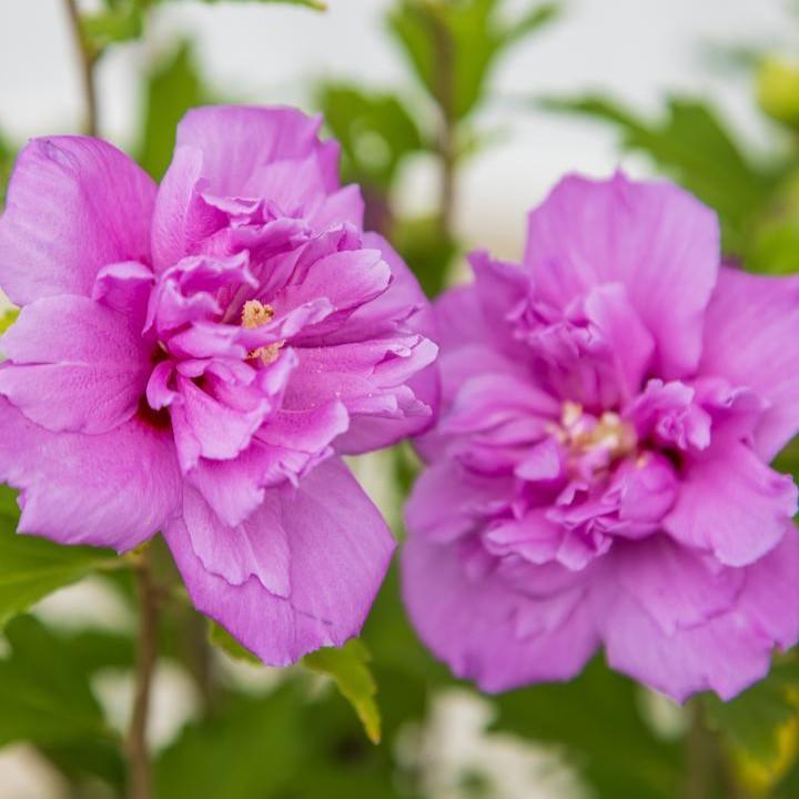 Hibiscus syriacus - First Editions® French Cabaret™ Purple Hibiscus