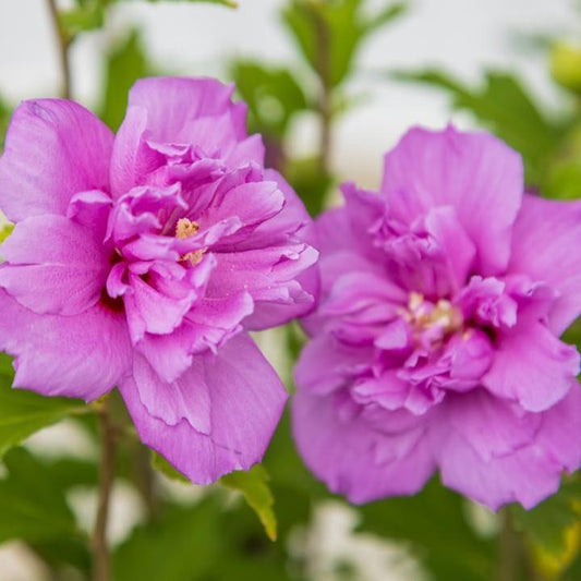 Hibiscus syriacus - First Editions® French Cabaret™ Purple Hibiscus