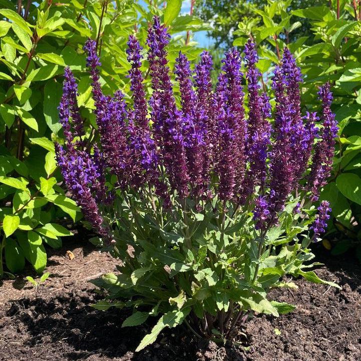 Salvia x nemorosa - Perpetual Purple™ Meadow Sage