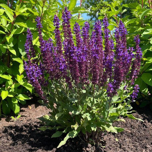 Salvia x nemorosa - Perpetual Purple™ Meadow Sage