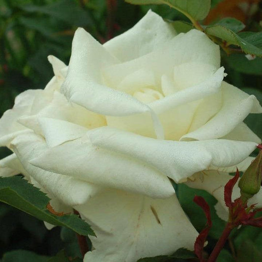 Rosa  - Honor™ Rose