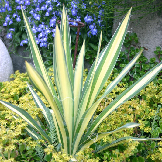 Yucca filamentosa - Color Guard Adam's Needle