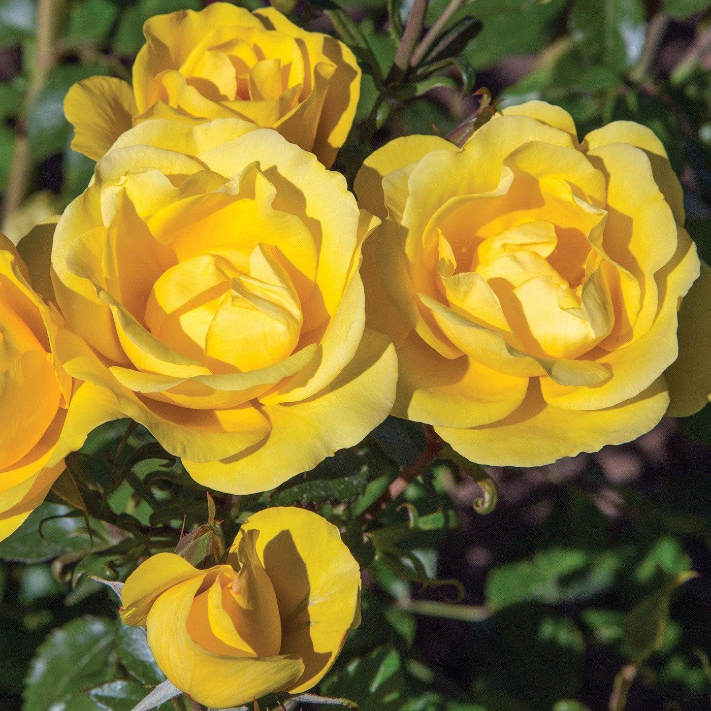 Rosa - Bloomables® Gilded Sun™ Rose