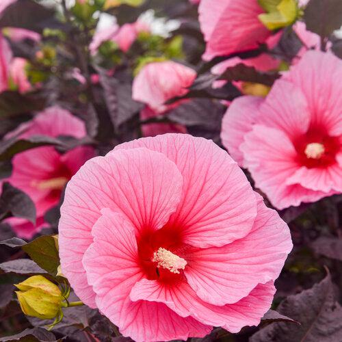 Hibiscus - Summerific® Edge of Night Hibiscus