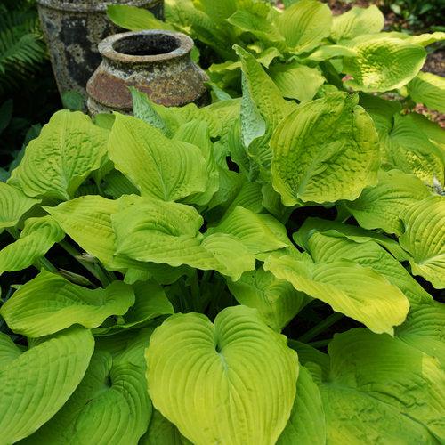 Hosta - PW® Shadowland® Coast To Coast Hosta