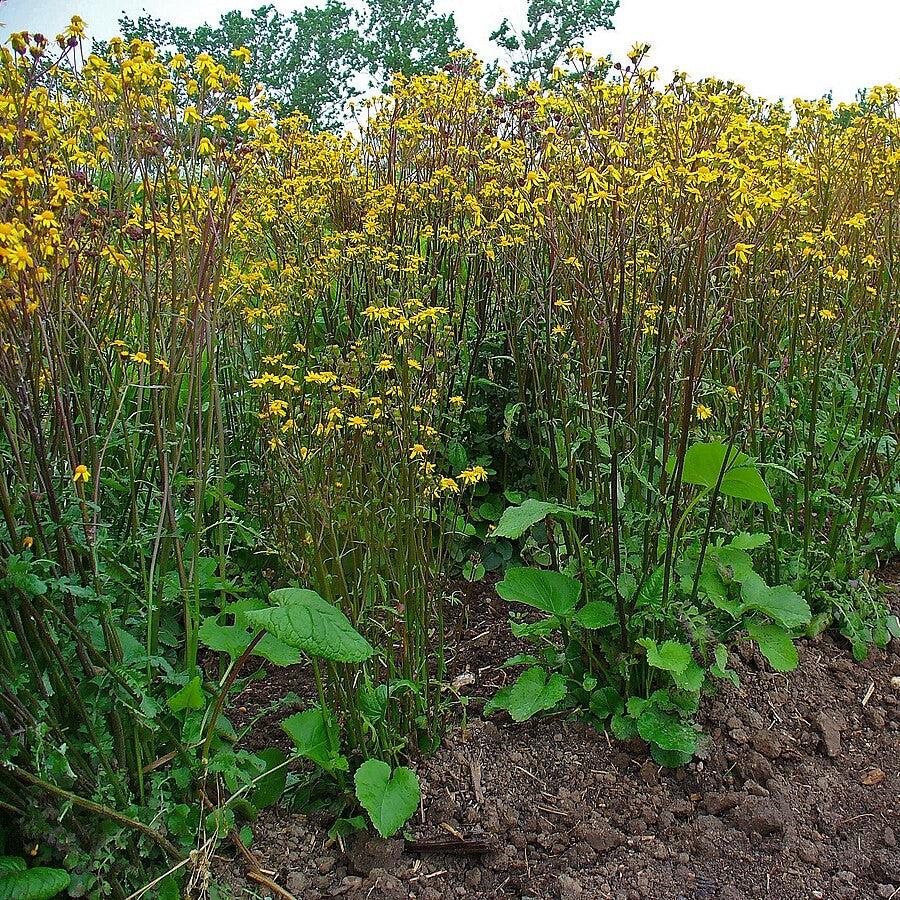 Packera aurea  - Golden Ragwort