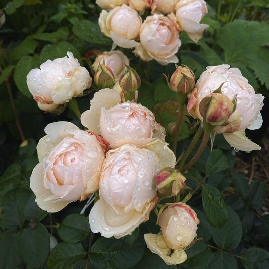 Rosa - Windermere Rose