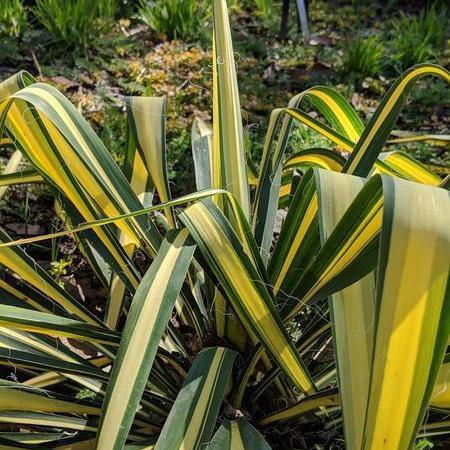 Yucca filamentosa - Color Guard Adam's Needle