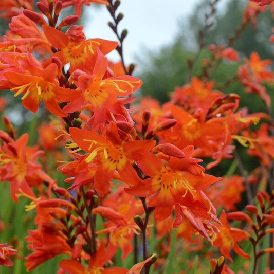 Crocosmia - Price of Orange Crocosmia