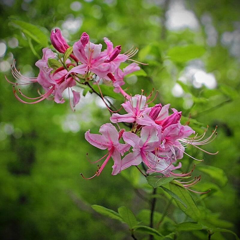 Azalea periclymenoides  - Pinxterbloom Azalea