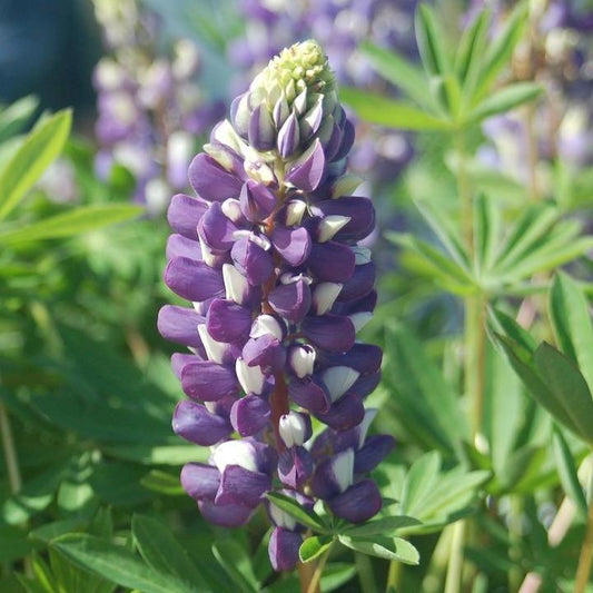 Lupinus 'The Governor'  - The Governor Lupine