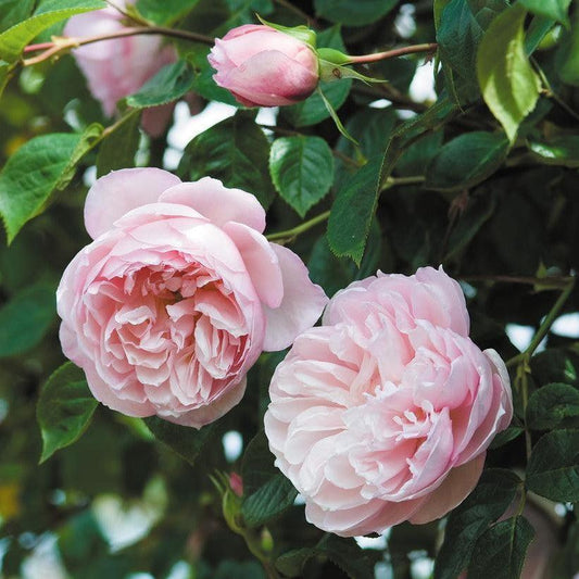 Rosa - The Generous Gardener® Rose