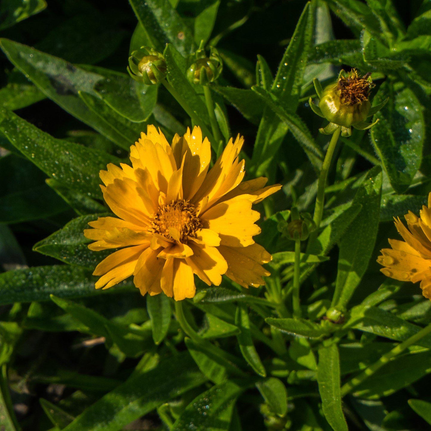 Coreopsis grandiflora - Early Sunrise Giant Tickseed