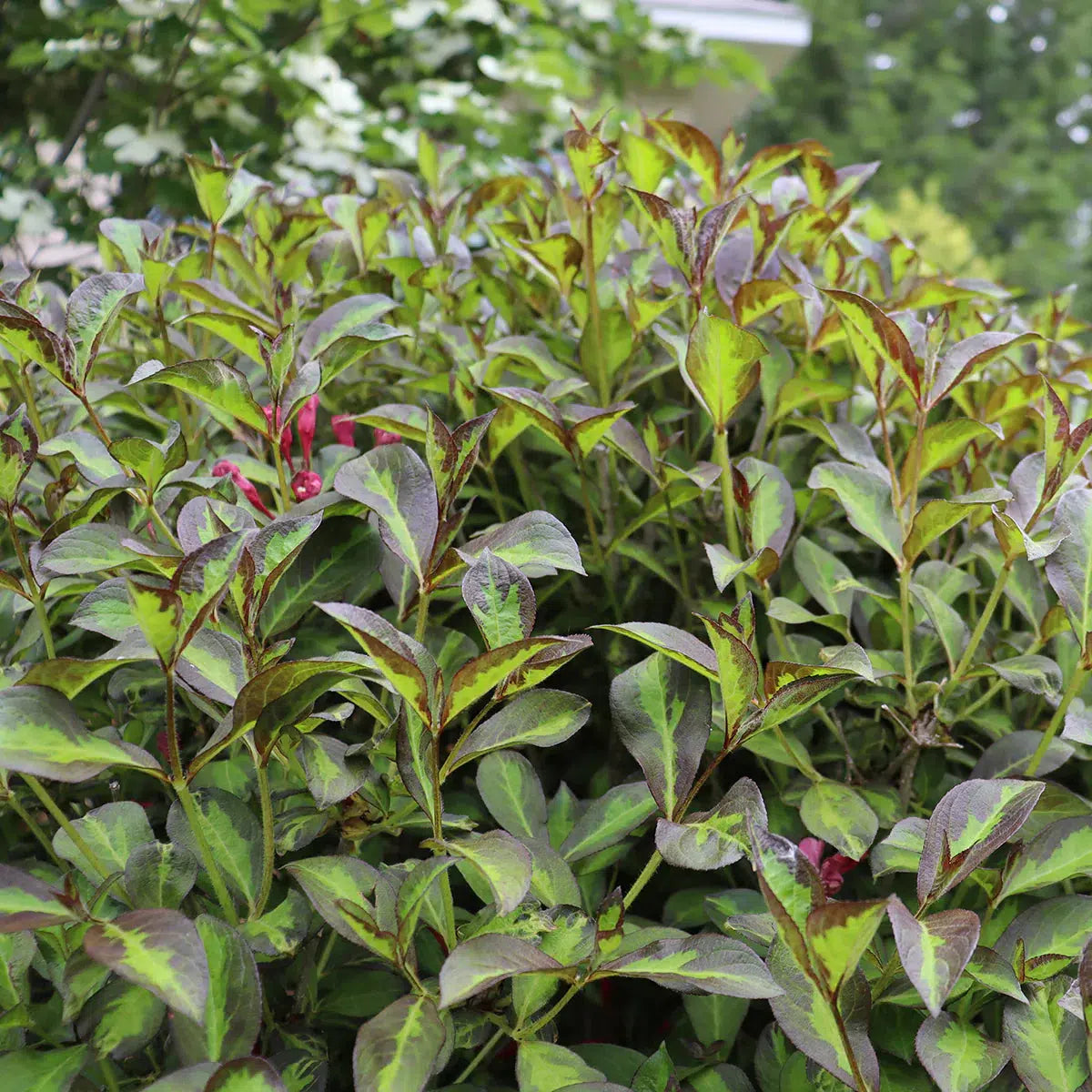Weigela florida - PW® Vinho Verde® Weigela
