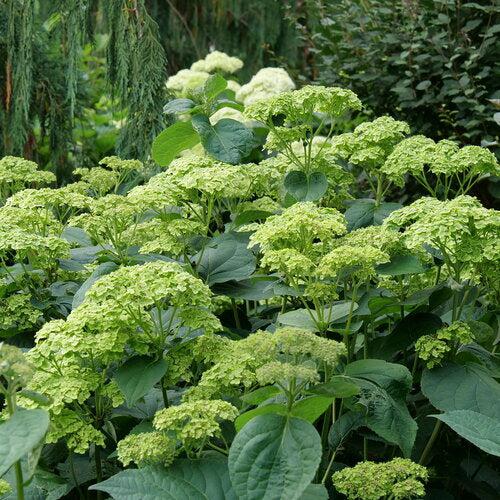 Hydrangea arborescens - Invincibelle Sublime™ Smooth Hydrangea