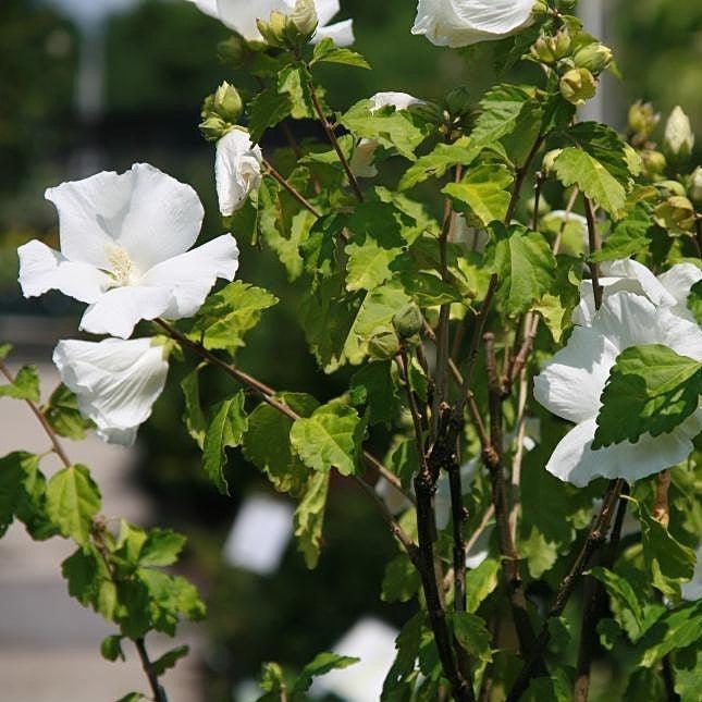 Hibiscus syriacus - Diana Hibiscus