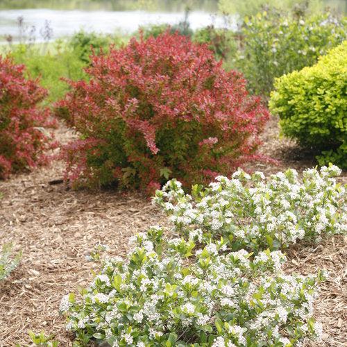 Aronia melanocarpa - PW® Low Scape Mound® Aronia
