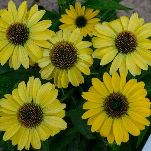 Echinacea purpurea - Eye-catcher™ Canary Feathers Echinacea