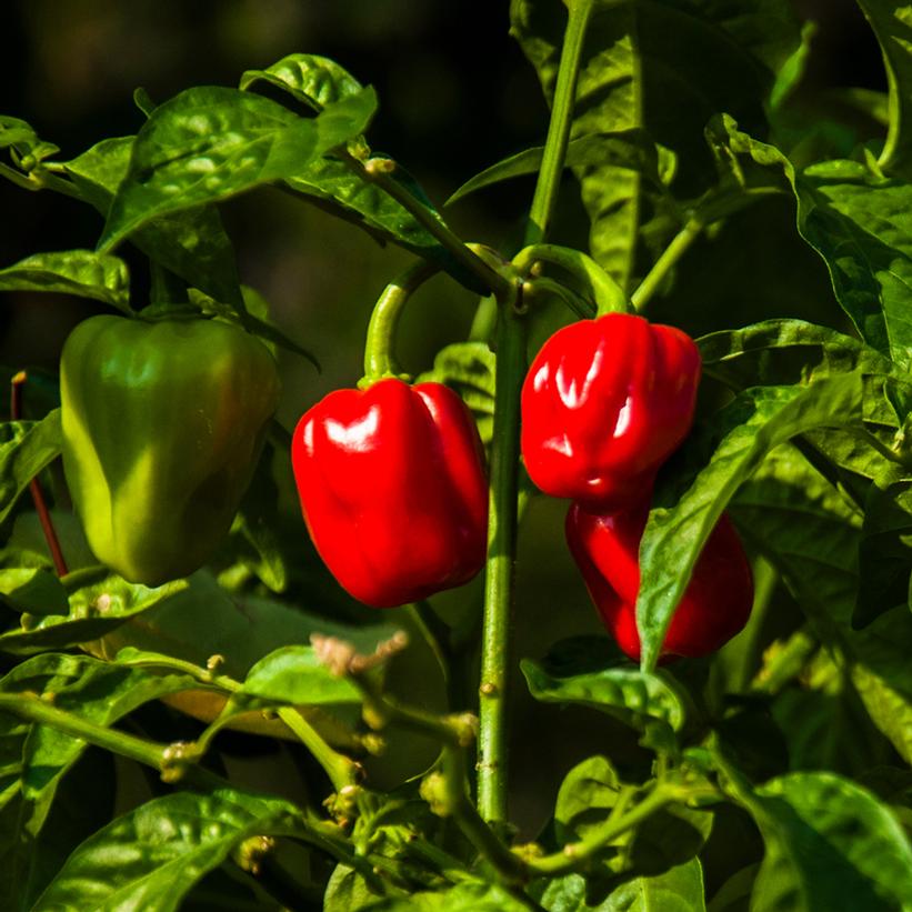 Capsicum annuum - Red Habanero Pepper