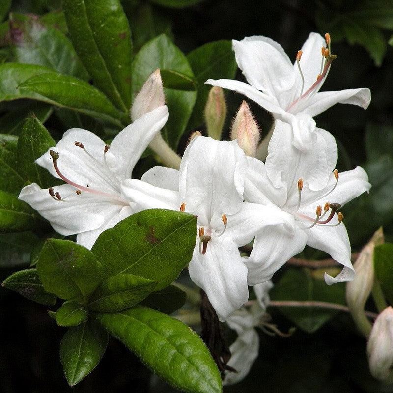 Azalea viscosum  - Swamp Azalea