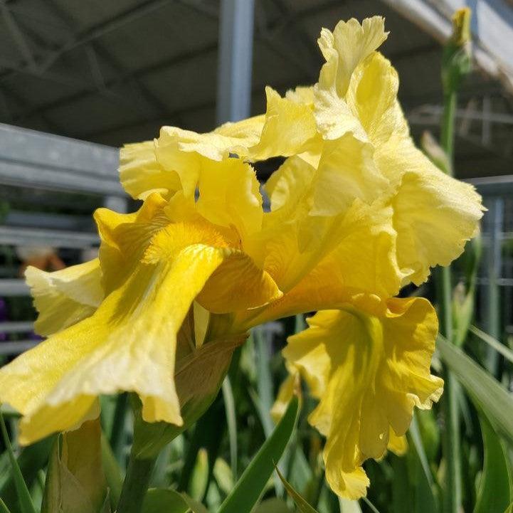 Iris germanica - Pleasant Peasant Bearded Iris