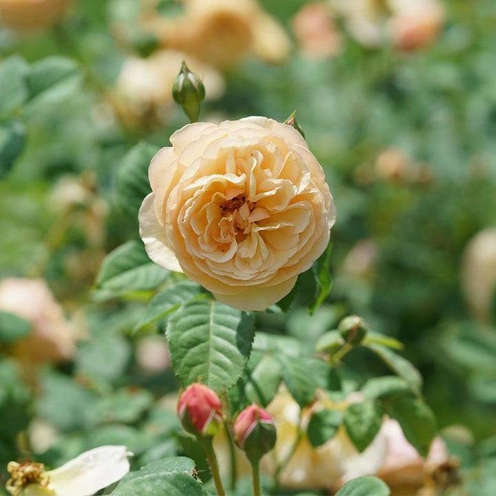 Rosa x - PW® Flavorette® Honey-Apricot Rose