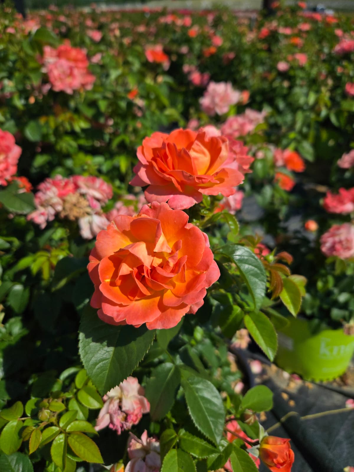 Rosa - Orange Glow™ Knock Out® Rose