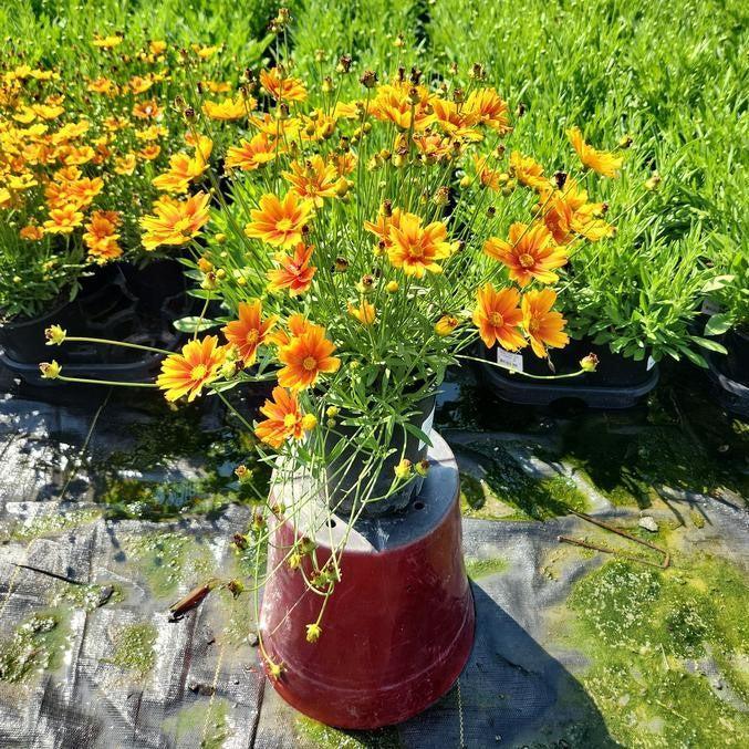 Coreopsis x - Lil' Bang™ Darling Clementine Tickseed