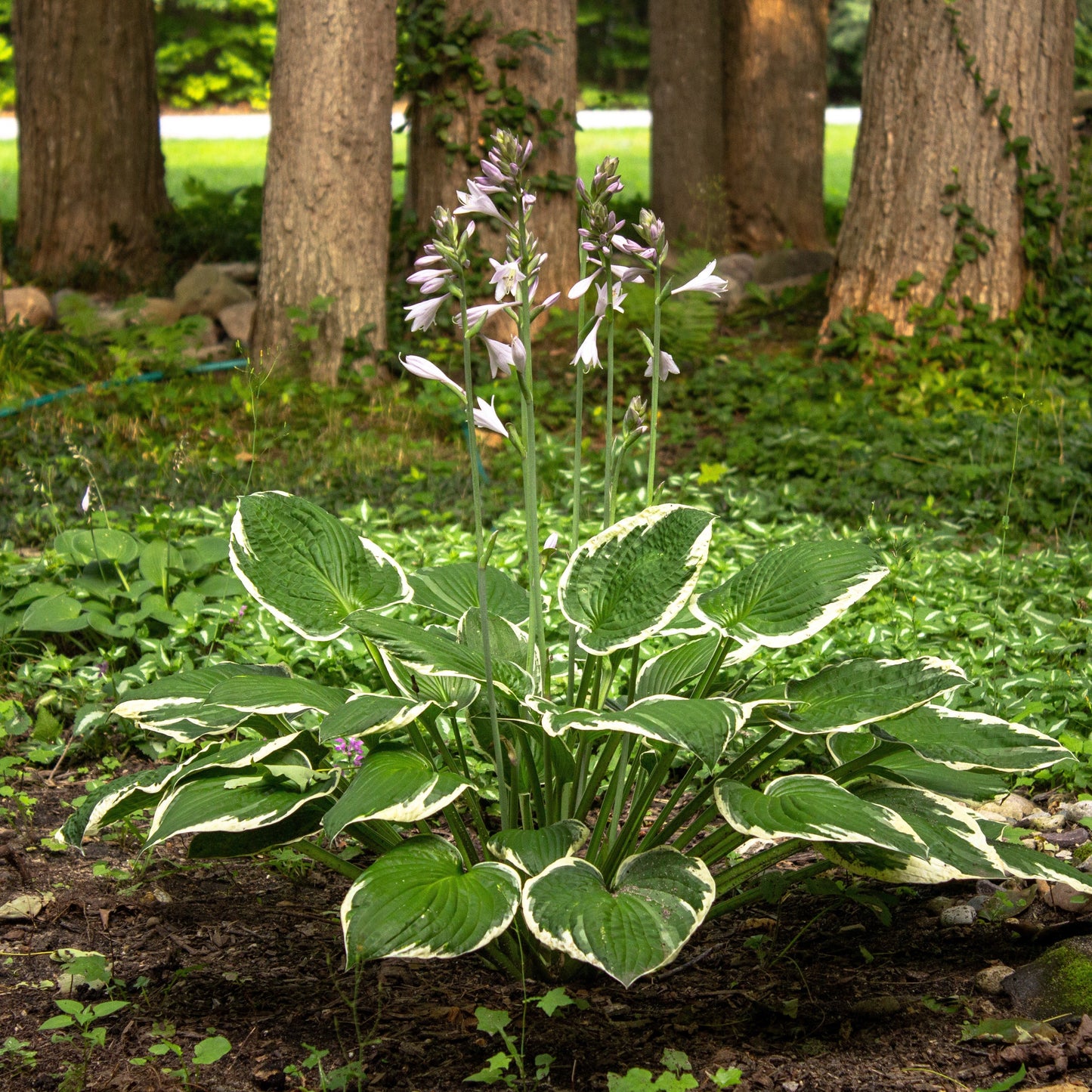 Hosta - Patriot