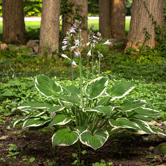 Hosta - Patriot