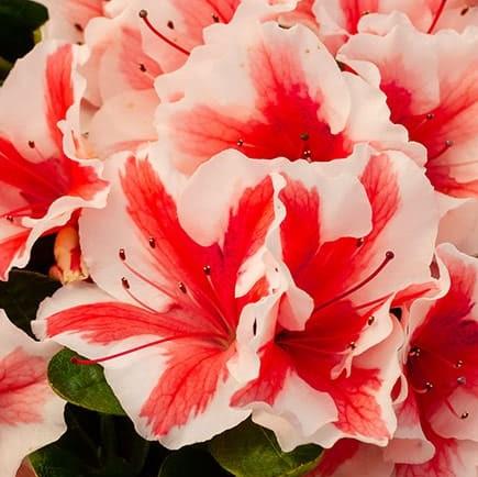 Encore® Autumn Starburst™ Azalea