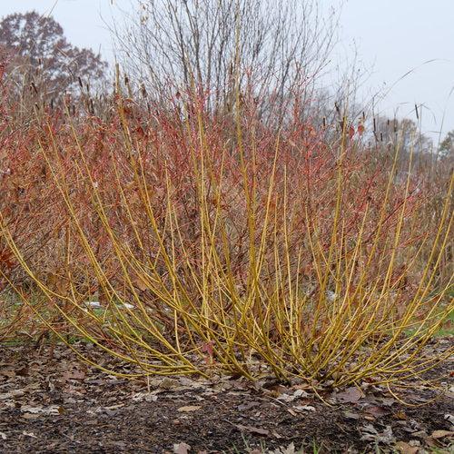 Cornus stolonifera - PW® Arctic Fire® Yellow Twig Dogwood