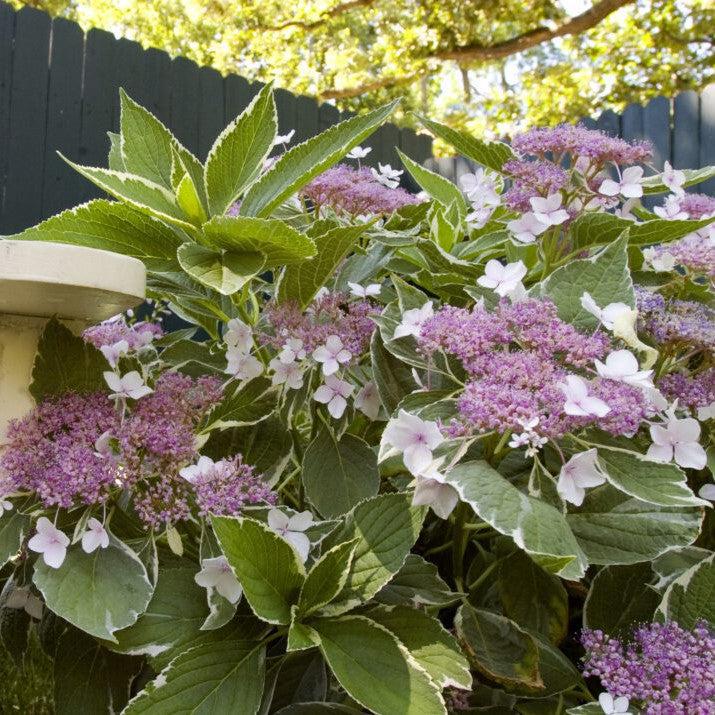 Hydrangea macrophylla - First Editions® Light-O-Day® Hydrangea