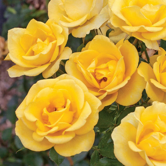 Rosa - Bloomables® Gilded Sun™ Rose