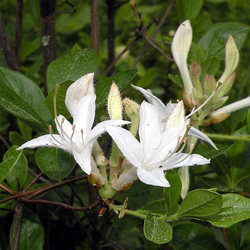 Azalea viscosum  - Swamp Azalea