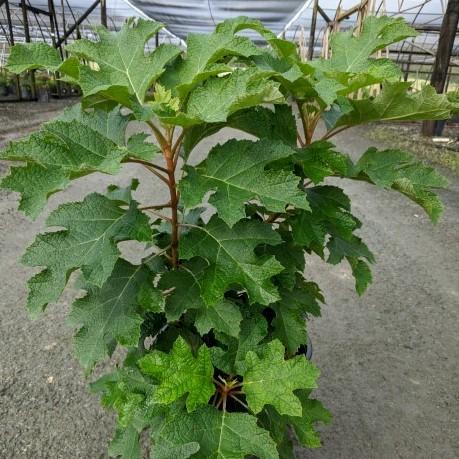 Hydrangea quercifolia - First Editions® Jetstream Oakleaf Hydrangea